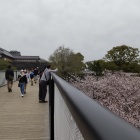 ⑥	特別見学通路から静かに桜を眺める人々