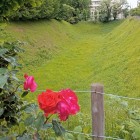 三の丸空堀と薔薇の花