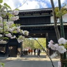 追手門と普賢象