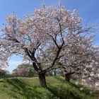 北館に咲き誇る桜
