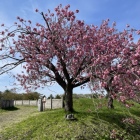 北館入口に咲き誇る桜