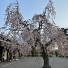 園内に咲く桜