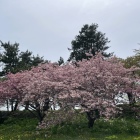城内に咲き誇る桜-1