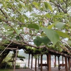 津山城にある季節はずれの桜
