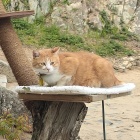 備中松山城に住みついている猫ちゃん