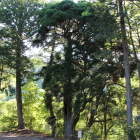 樹齢８００年の大黒杉本丸東側