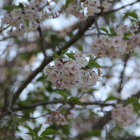 本丸北裏の名残の桜