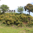 本丸西切岸と本丸下段は昨年の景観整備