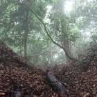 未登録、高麗山城の尾根上の堀切
