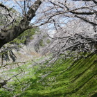 堀をうめる桜