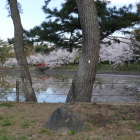 池のほとりに桜