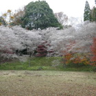 四季桜と紅葉の饗宴