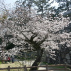 川手櫓跡　川手桜