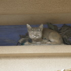 手水舎の上の猫