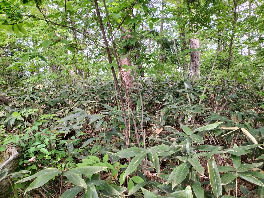 鎌ヶ嶽城主郭全景