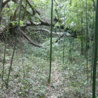東の郭はこのありさま　ヤブ化がひどい