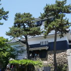 天守　松が育ち過ぎでは