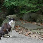 私がこの館の主じゃ　苦しゅうないぞ