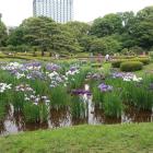 二の丸庭園の菖蒲田。見ごろでした
