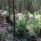 東曲輪群南斜面の竪土塁