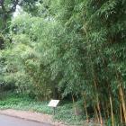 皇居東御苑竹林