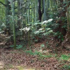 松尾神社が建つ曲輪の土塁