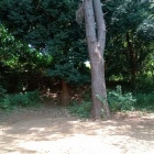 相模台公園北側　土塁か？