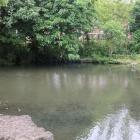 華渓寺西側のハリヨの池