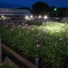 曽根城公園菖蒲池夜間ライトアップ