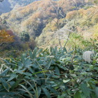 地獄谷