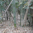 郭の多くは竹藪となっている