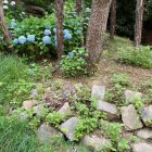あじさいと石垣