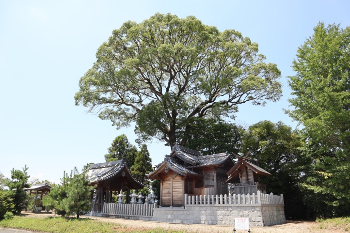 神明社の大楠木