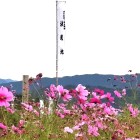 ⑩	決戦地に咲くコスモスの花