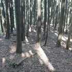 北東の郭の土塁