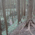 西の曲輪の木の根で覆われた土塁