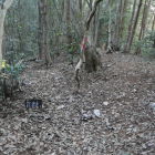 西尾根の武者走り