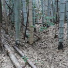 阿由田神社参道から見える堀