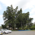 駐車場前から陣屋の二本カヤの木を見る