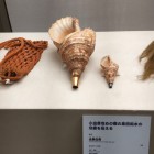 ③	北条の「ほら貝」（本物です）