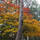 東山神明神社の紅葉