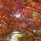 もみじ園の紅葉（イロハモミジ）