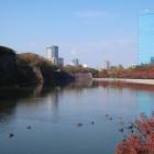 東外堀沿いのサクラの紅葉