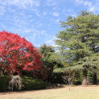 紅葉の楓とカラマツの様な木々と対比、青空とも
