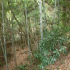 館北側の曲輪と空堀