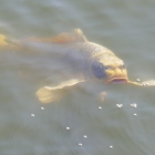 この方です　人面魚さんです