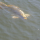 優賀に泳ぐ人面魚