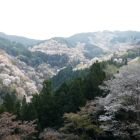 吉水神社よりの眺め