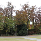 三の丸大土塁内側の欅の紅葉