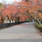 夙川オアシスロードの桜もみじトンネル